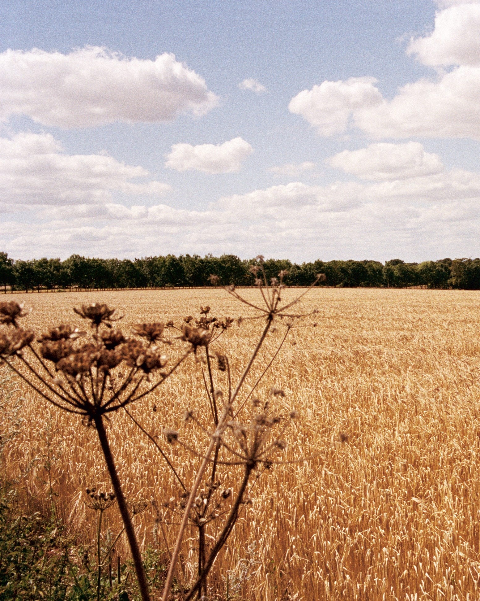 Gather Cook Feast | Book - Image 6